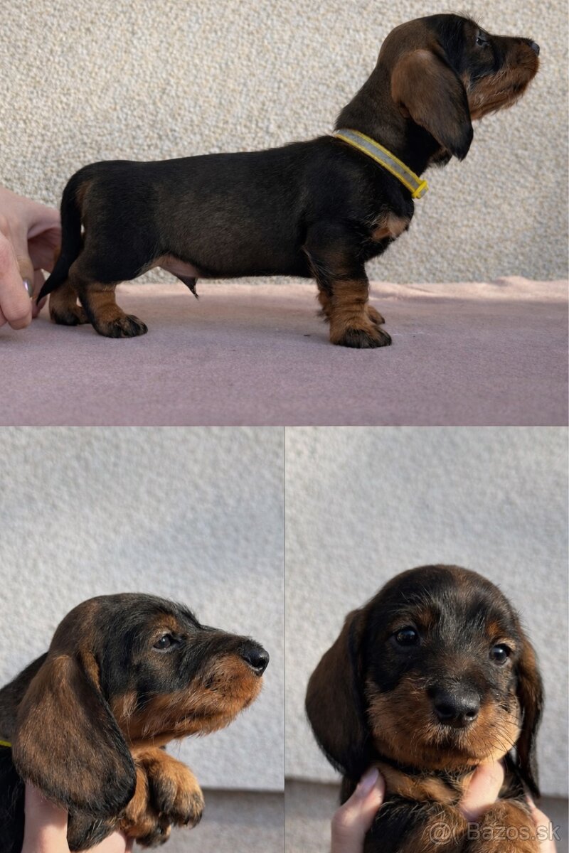 Šteniatka jazvečíka hrubosrstého - 7