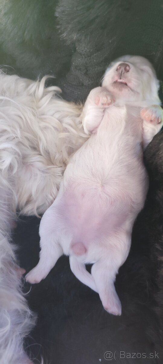 Mini Maltézsky psík - 7