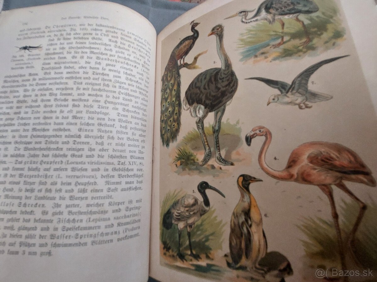 Naturgeshichte 19.storocie - 7