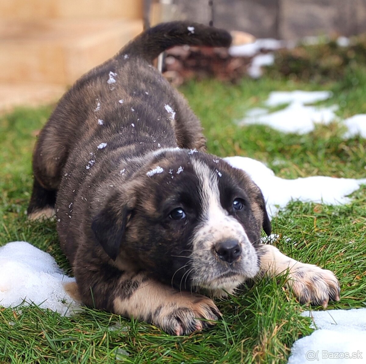 Stredoazijsky ovčiak - 7