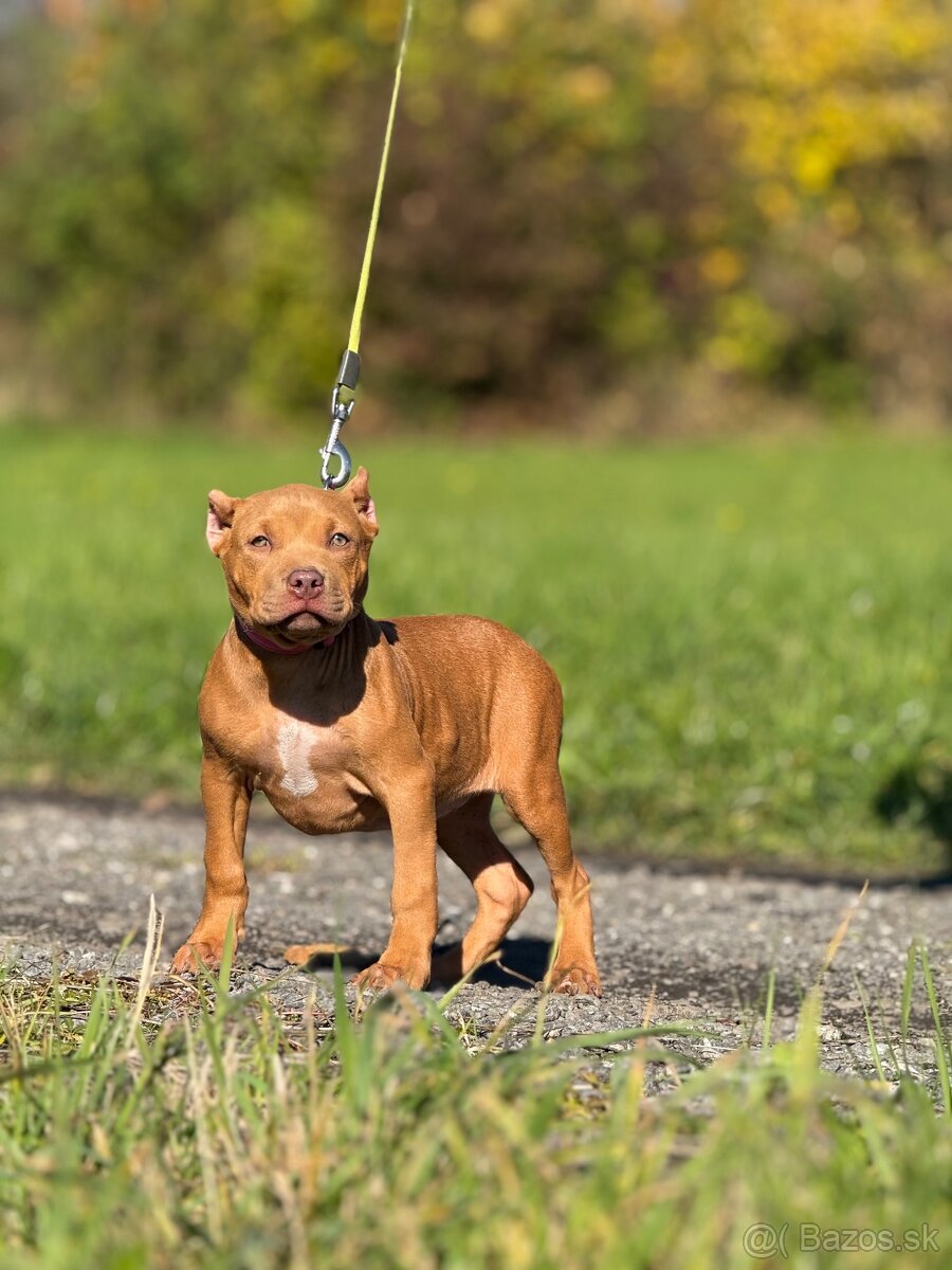 American bully ABKC - 7