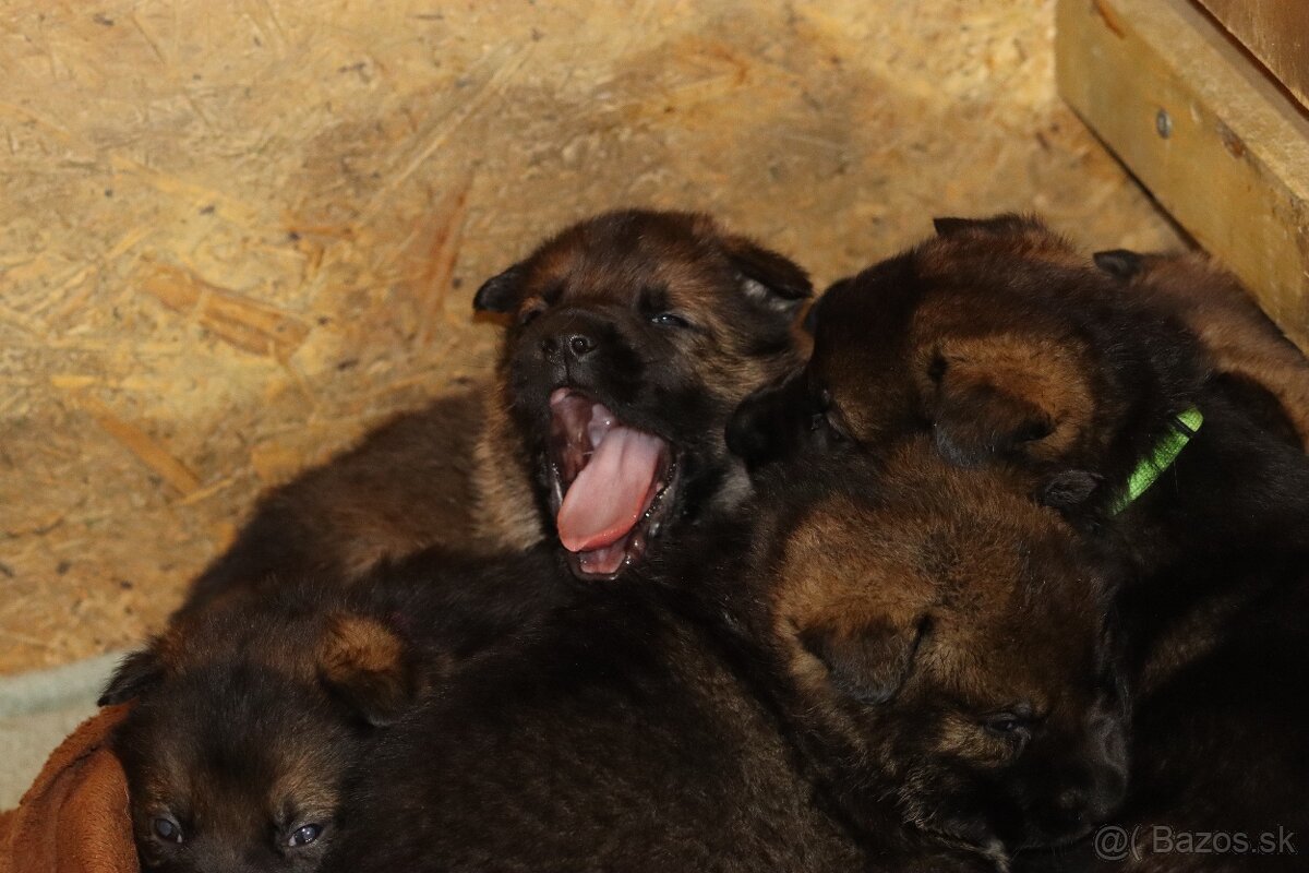 Německý ovčák s PP - 7