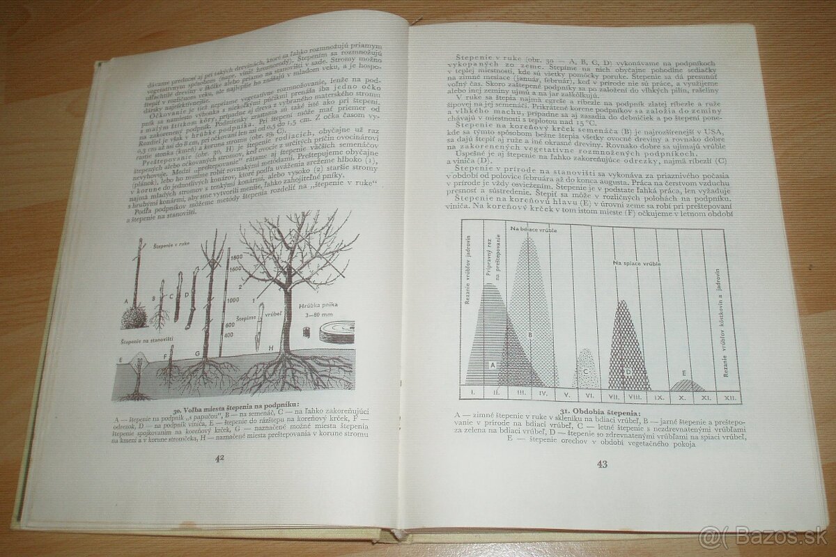 Štepenie, očkovanie a preštepovanie drevín - 7
