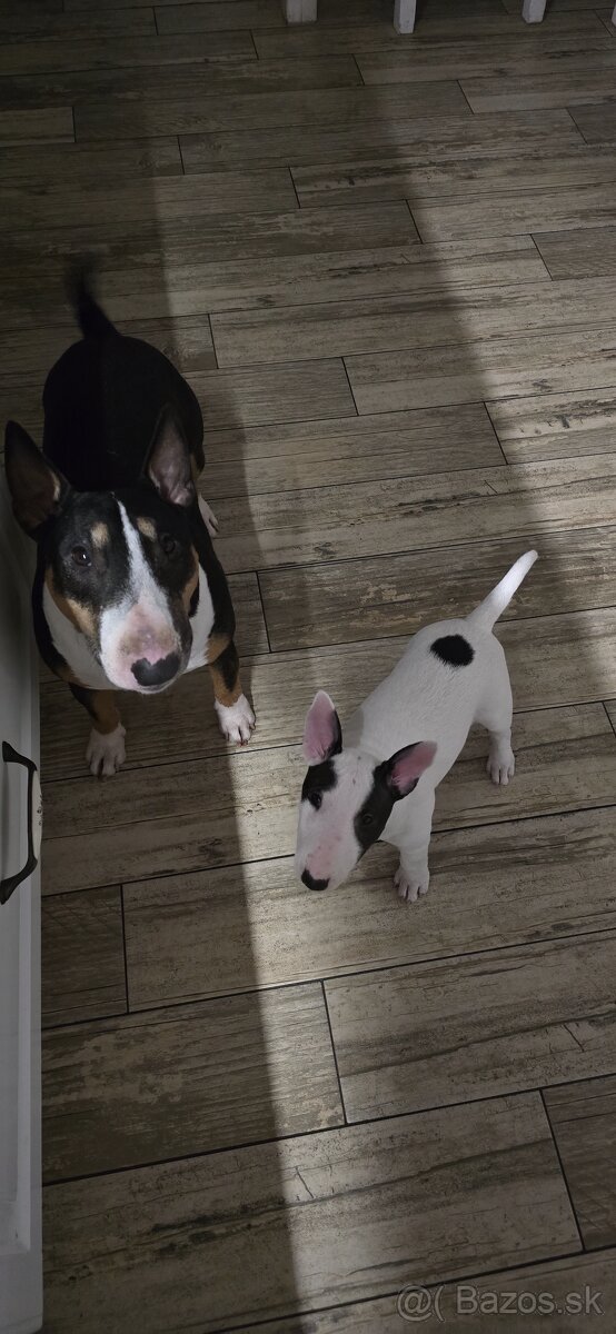 Miniatúrny bullterrier s PP - 7