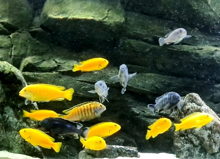 Africké cichlidy - 7