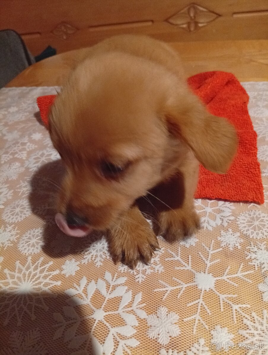 Predám 8-týždnové šteniatka 1 za 20€ - 7