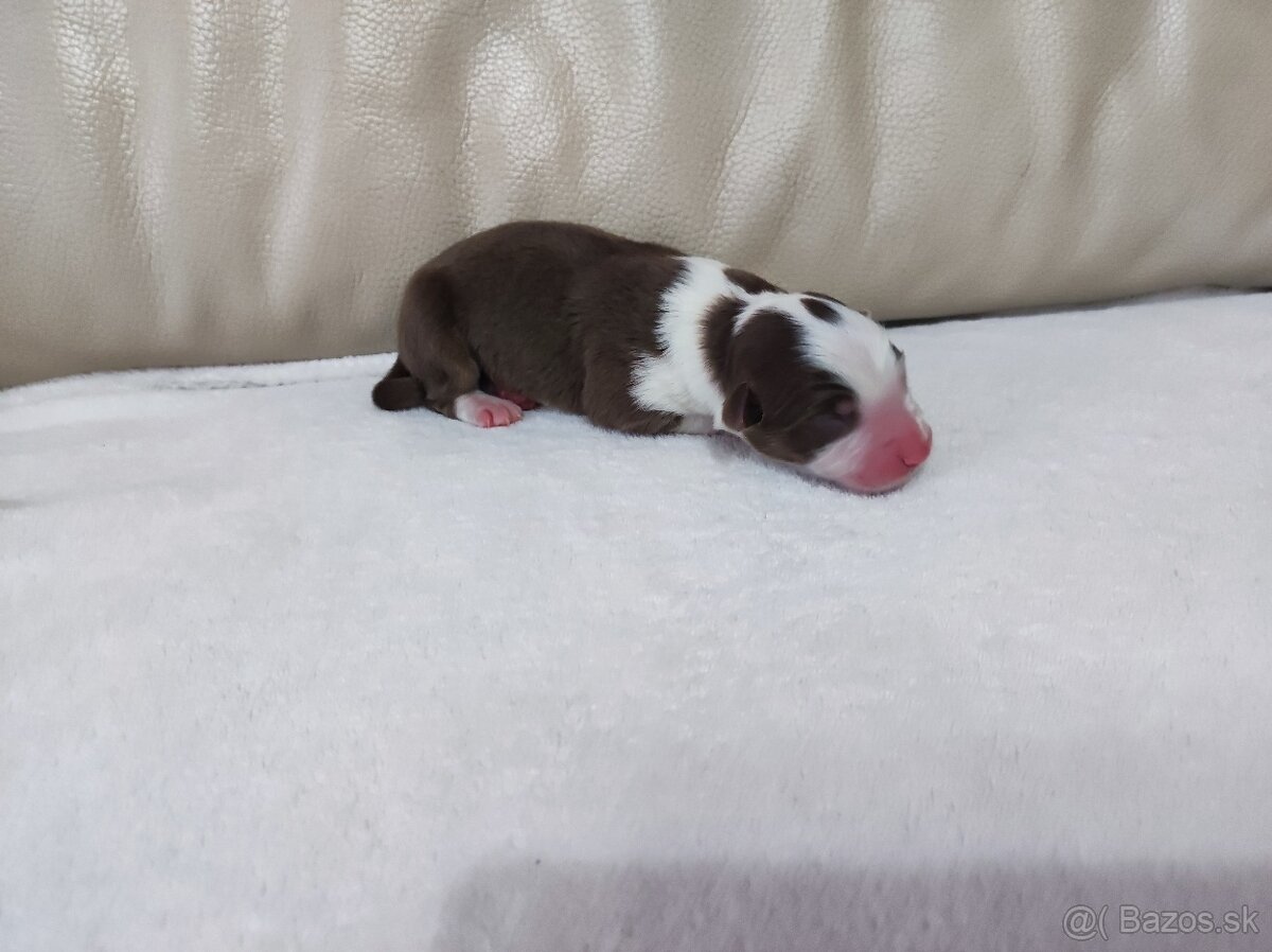 Austrálsky ovčiak - 7