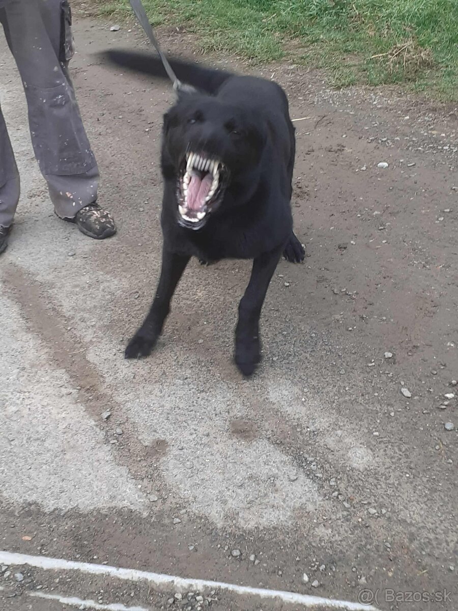 nemecký ovčiak - 7