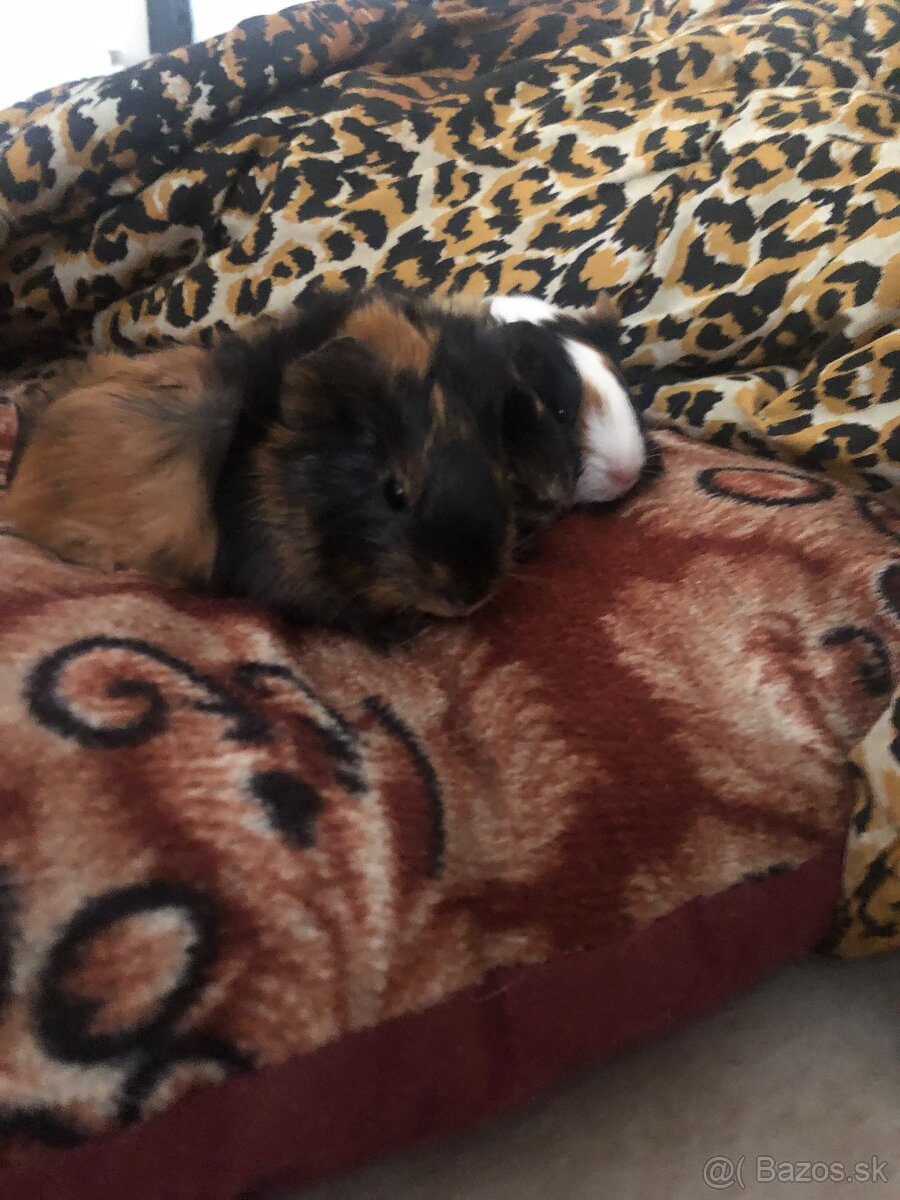 Darujem 8 Morčat - 7