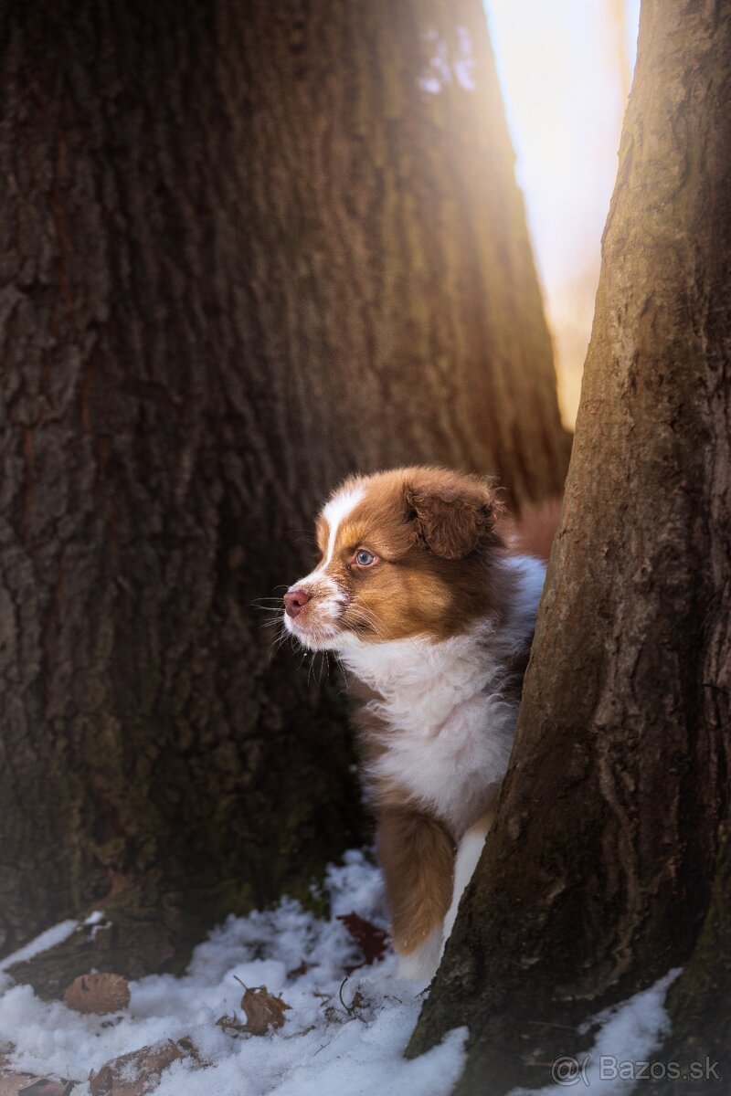 Predaj šteniatka Austrálsky ovčiak 💎 - 7