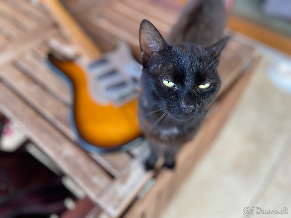 Greco SUPER SOUND Stratocaster 1978 - 7