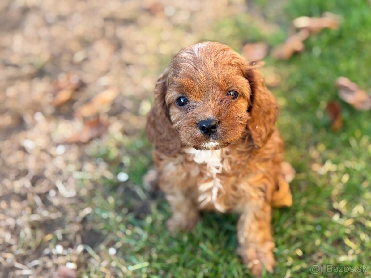Cavapoo - 7