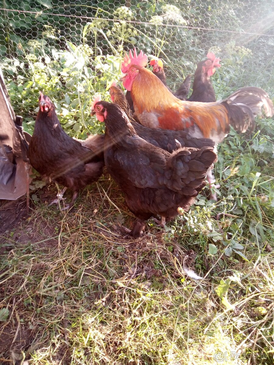 Predám NÁSADOVÉ VAJ. - 7