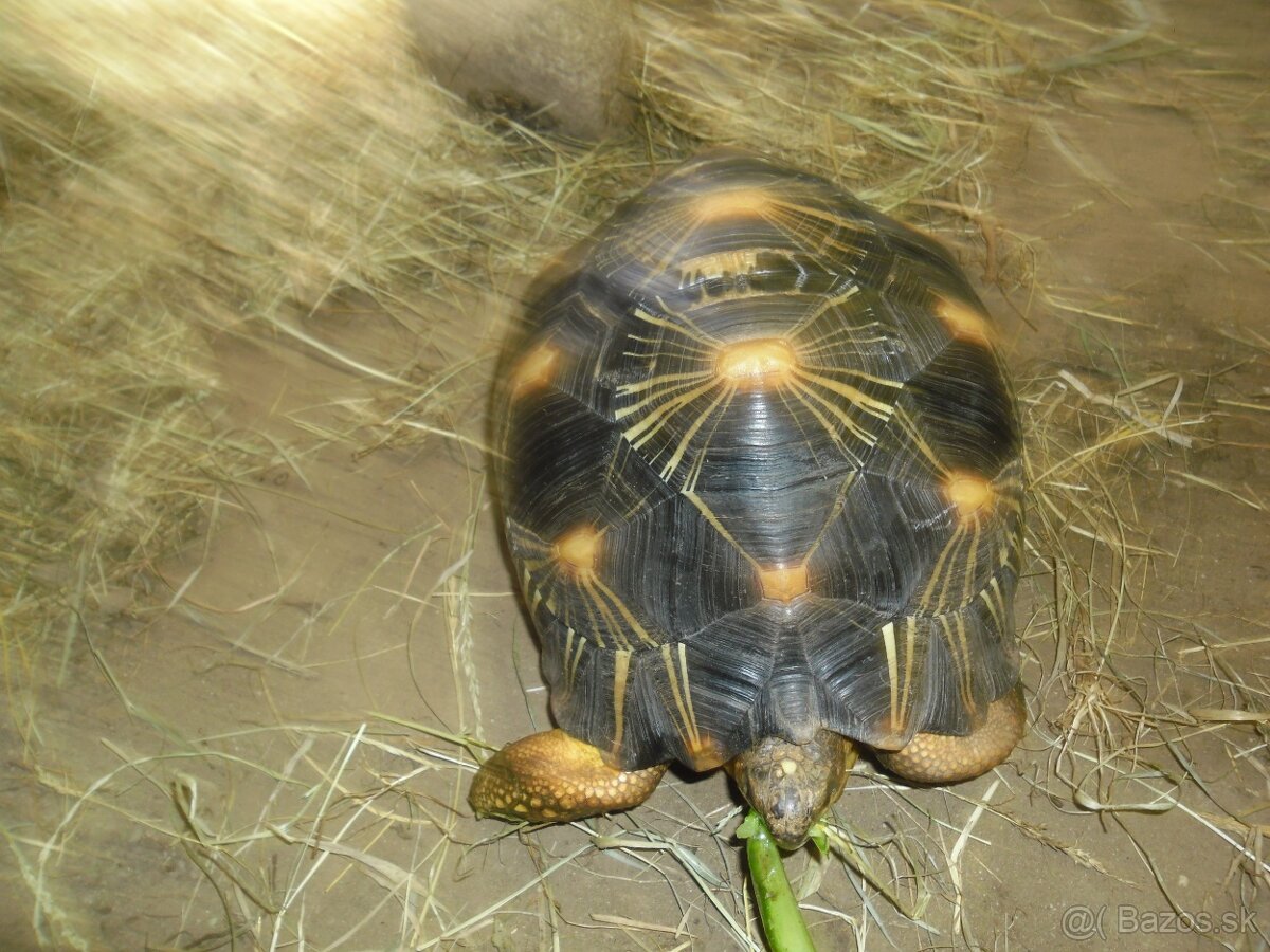 korytnačka lúčová - 7