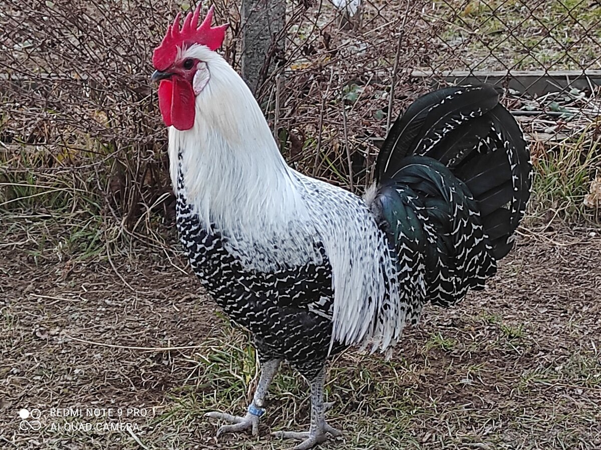 Nasadové vajíčka - 7