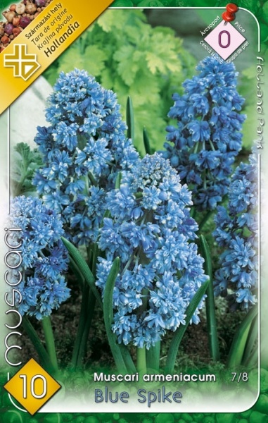 Modrice - cibuľky - 7