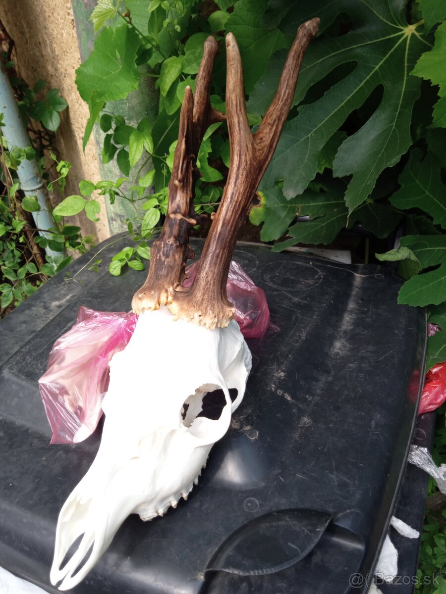 Vyvarim, vybielim trofeje. - 7