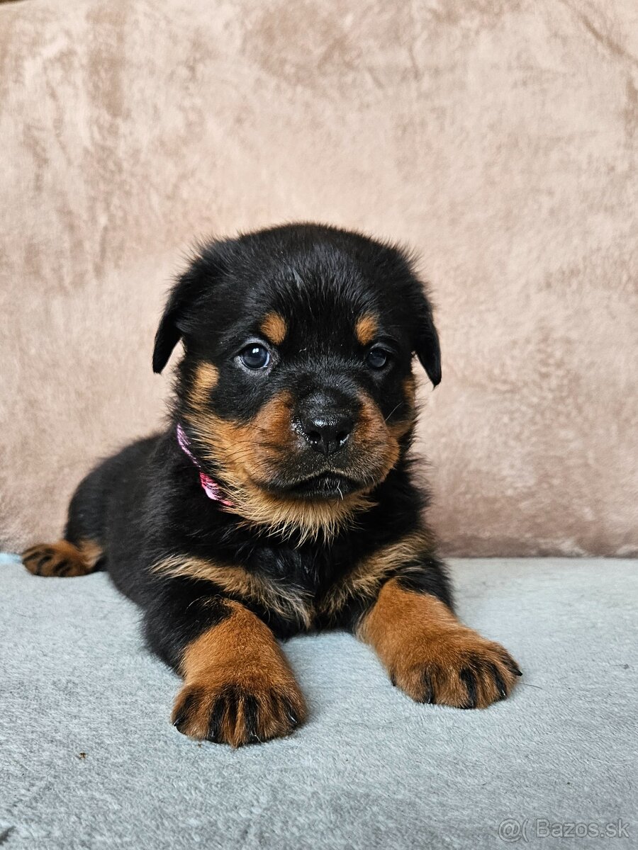 ROTVAJLER - šteniatka s PP - 7