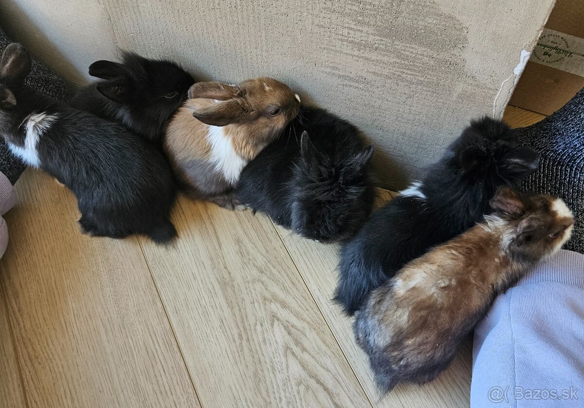 Zakrslý králík - 7