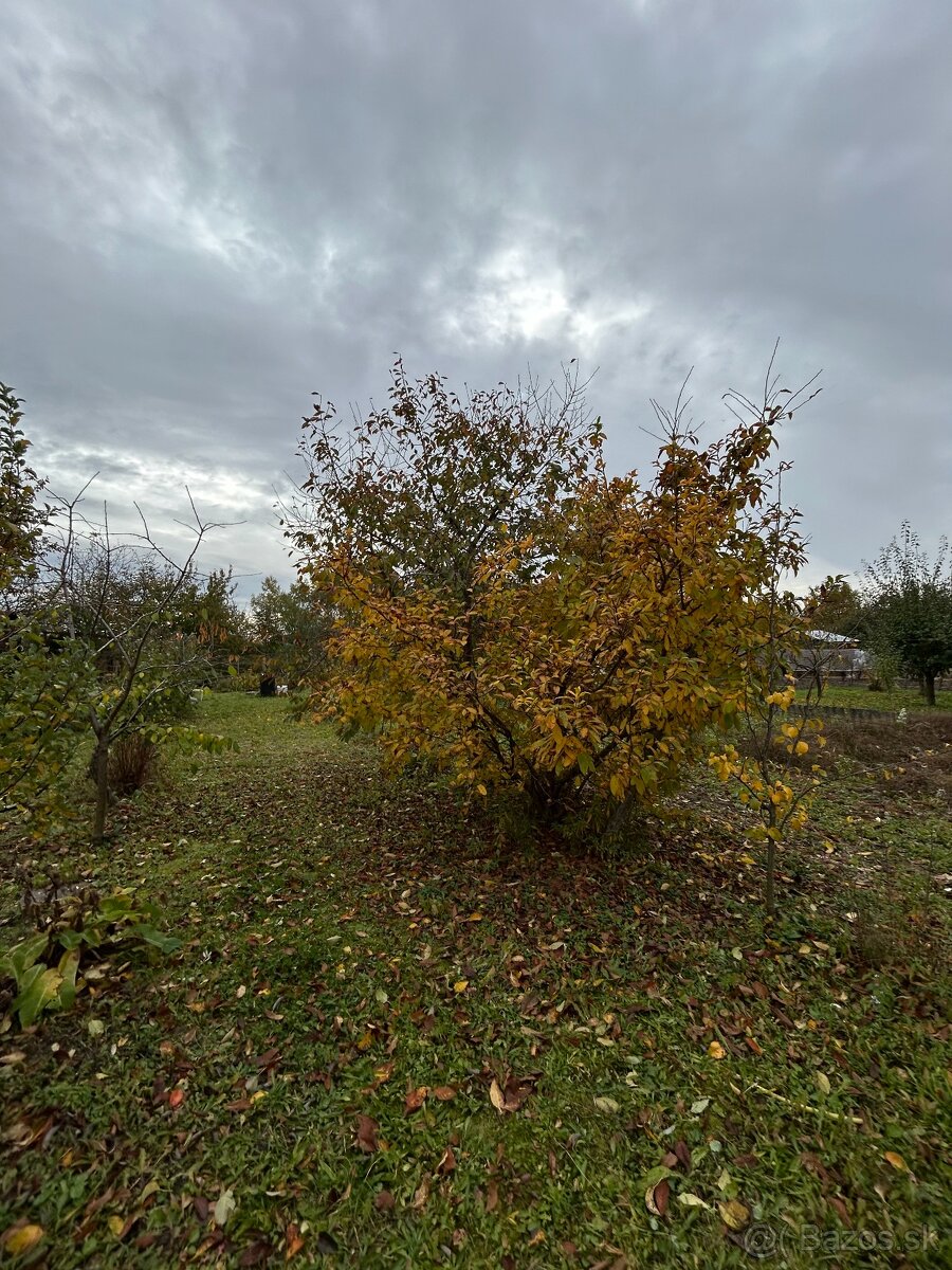 Záhrada vo Svätom Jure - 7