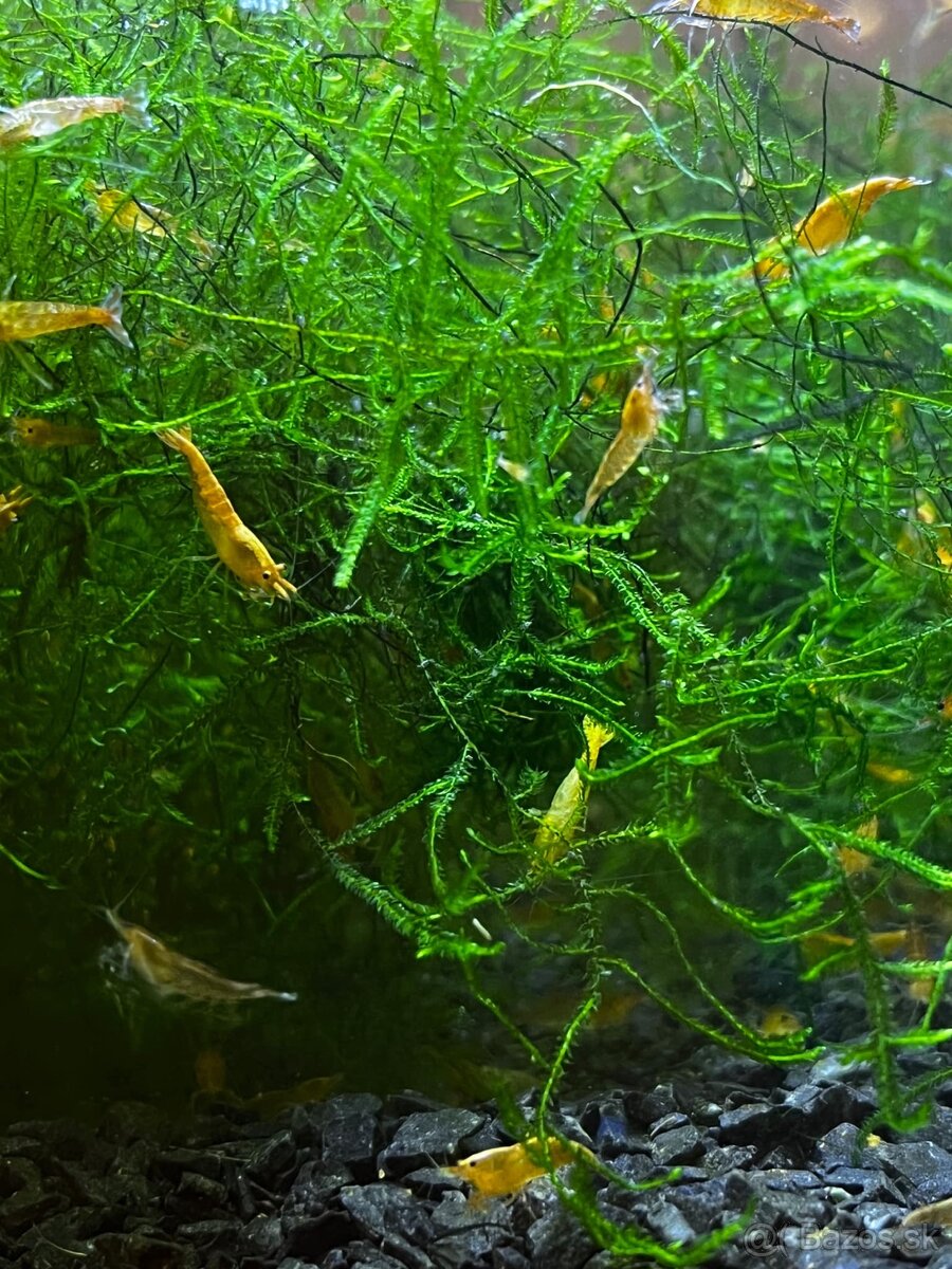 Krevety-Neocardinia yellow fire - 7