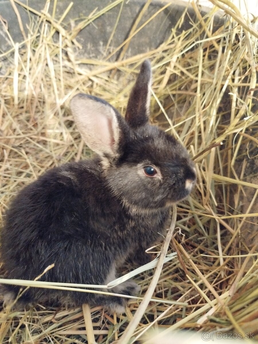 Predám zakrslých zajačikov. - 7