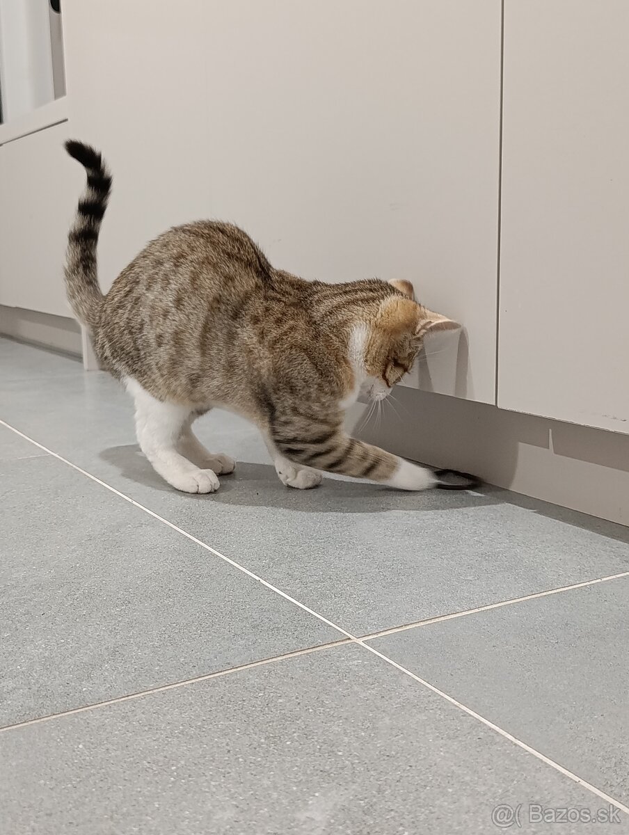 Darujem mačiatko - 7
