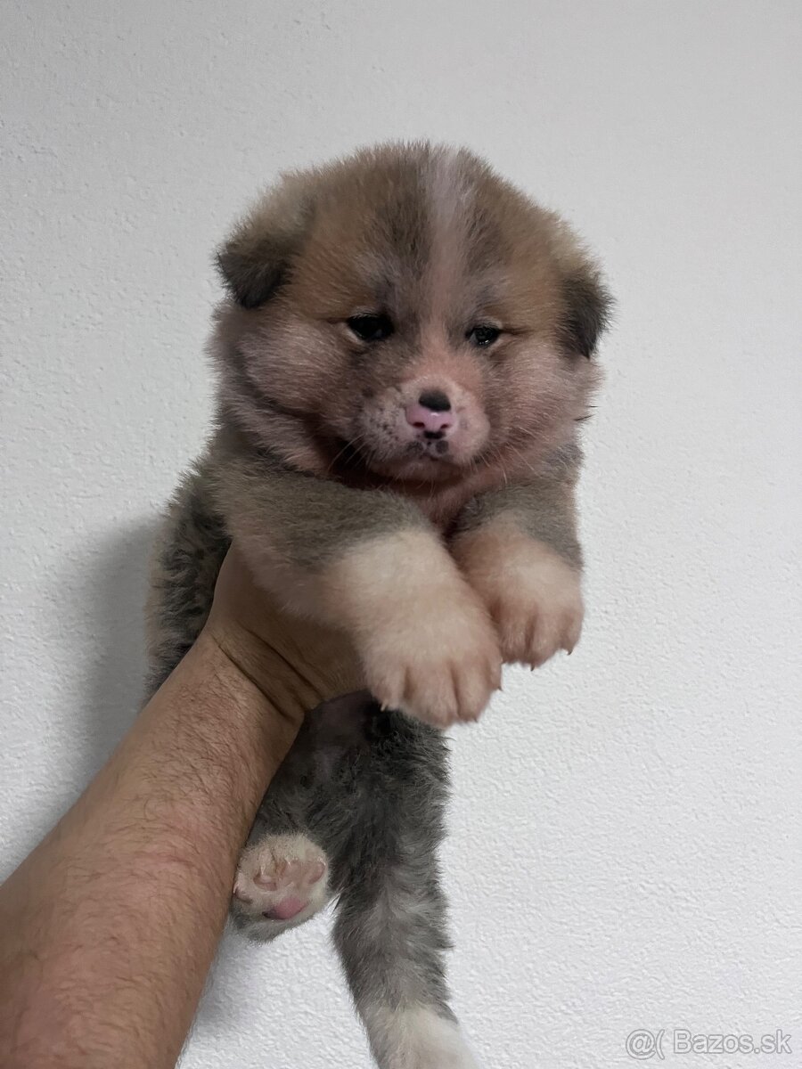 Šteniatka Akita Inu - 7