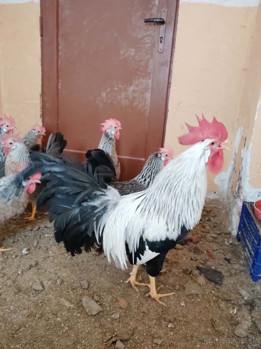 Násadové vajcia - 7