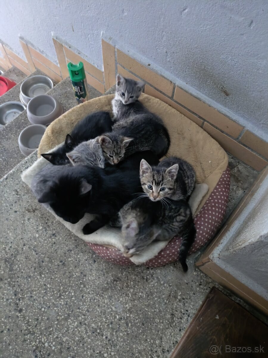 Darujem mačiatka - 7