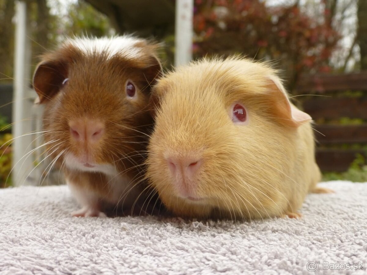 Ušľachtilé morčiatka - 7