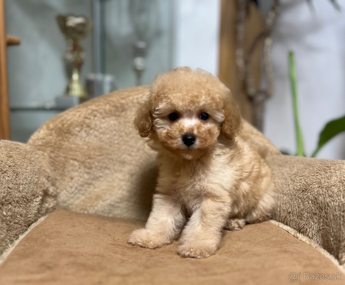 Toy pudlíčky , Pudel - 7