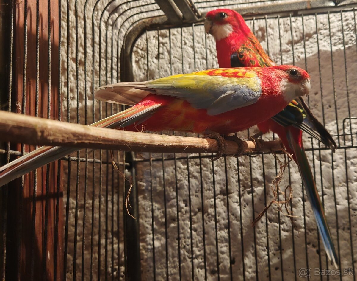 Rozela pestrá - pár - 7