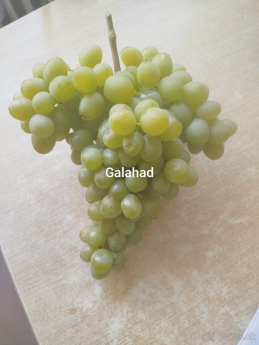 Predám odrezky viniča - 7