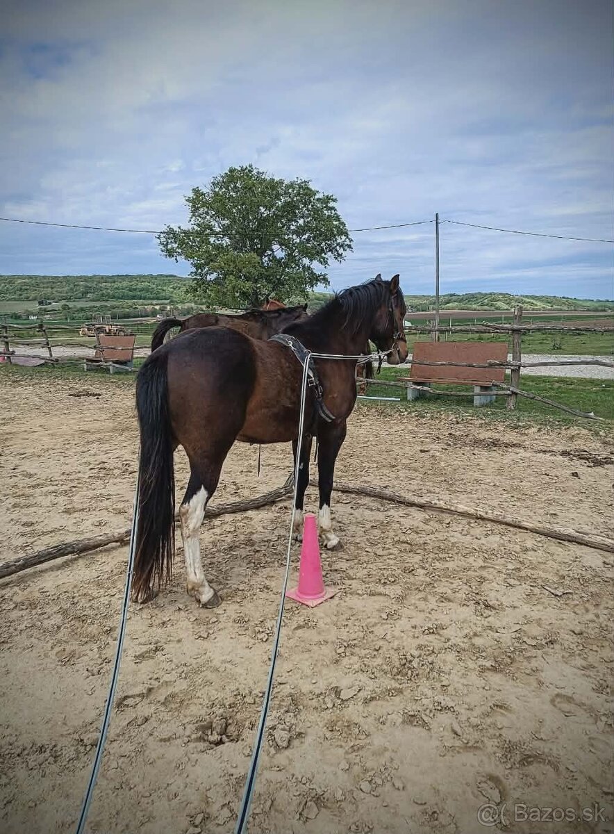 Krásny valach na predaj - 7