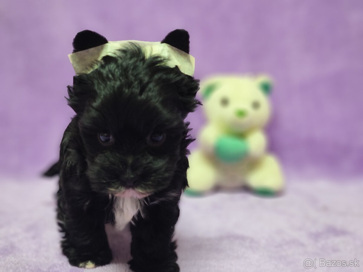 Yorksirsky terier - Biewer,coko,cierny - 7