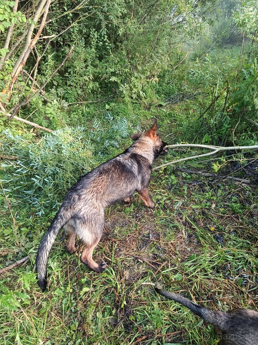 Nemecký ovčiak - 7