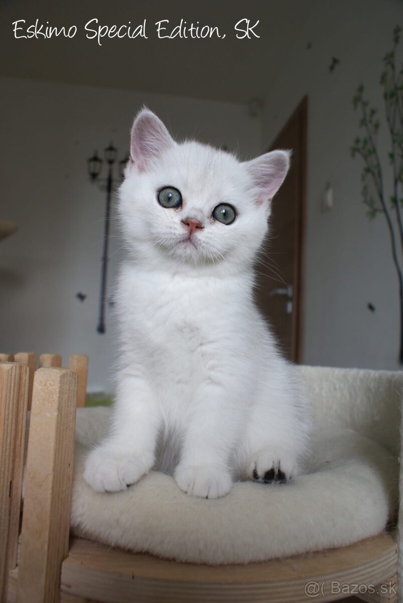 Eskimo Special Edition, SK - britský kocúrik s PP - 7