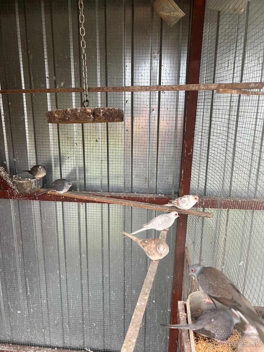 Diamantové holubky - 7