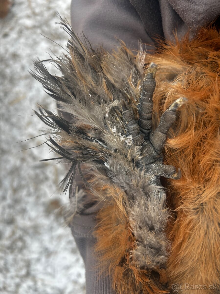 Kohút - Hodvábnička (Sillkie) - 7