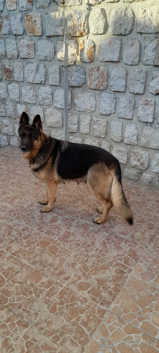 Nemecký ovčiak šteňatá - 7