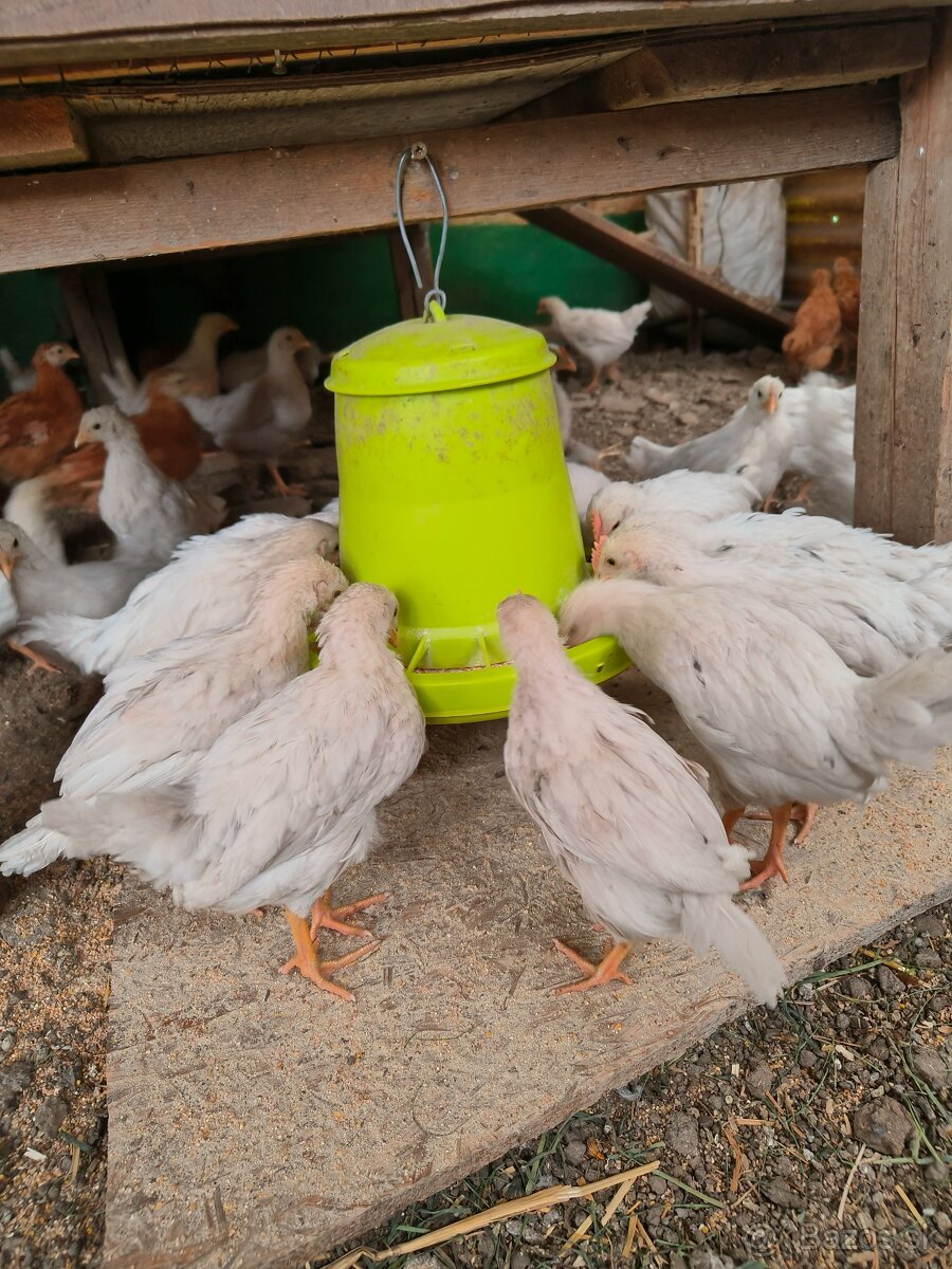 Kuriatka dominant - 7