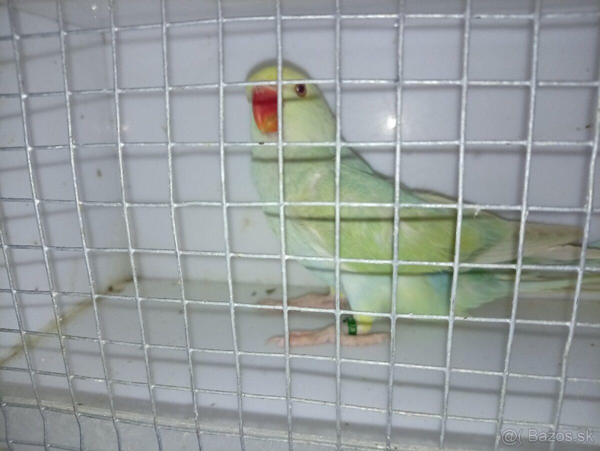 Predám - 7
