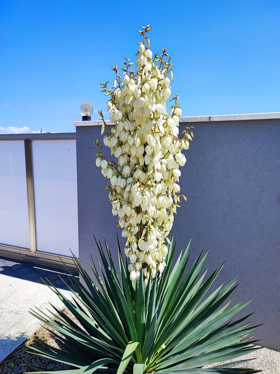 Predám krásne palmy - Juka Gloriosa - 7