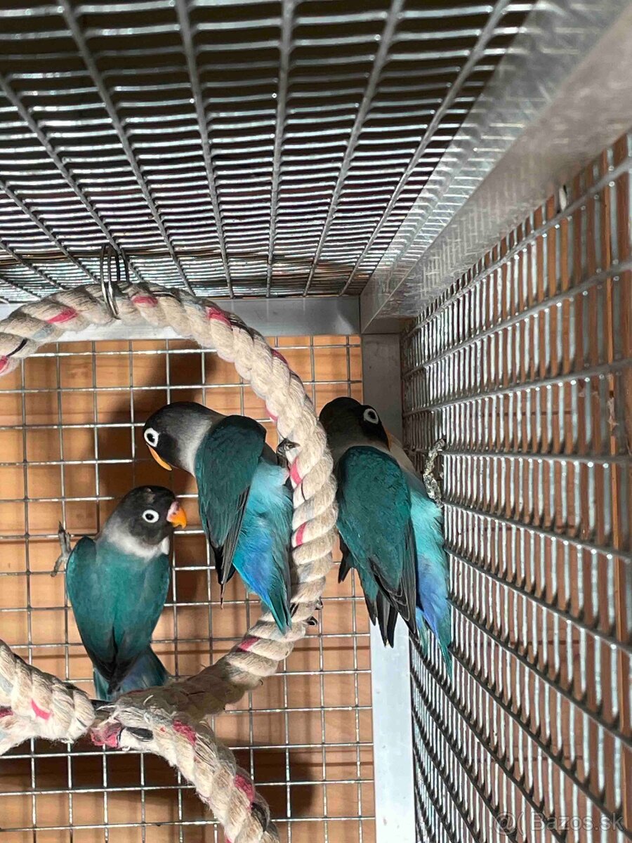 Predám Agapornis škraboškový, papagáj - 7