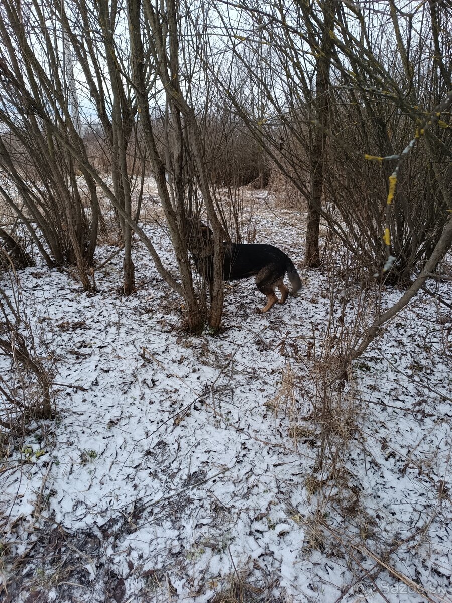 Nemecký ovčiak - 7