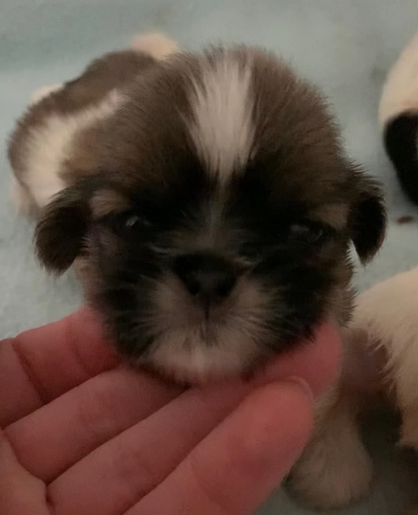 Krásne čistokrvné šteniatka Shih Tzu - 7