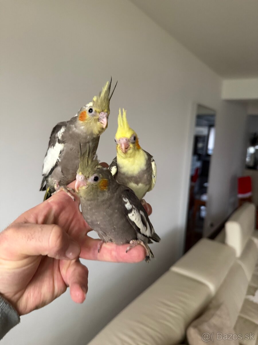 Korely Maznačikovia ručne dokrmene - 7