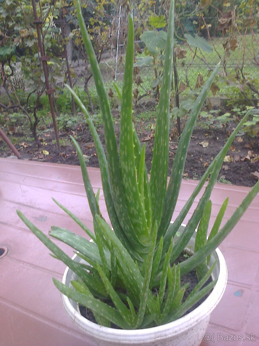 Kaktus Aloe Vera tučnolist. - 7