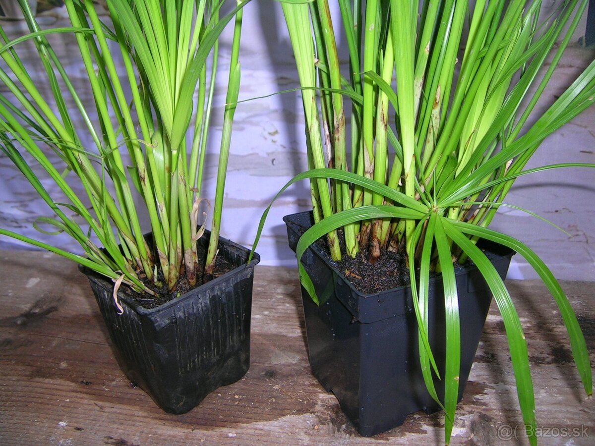 Šachor striedavolistý -Cyperus alternifolius - 7